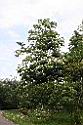 960413 1137.jpg